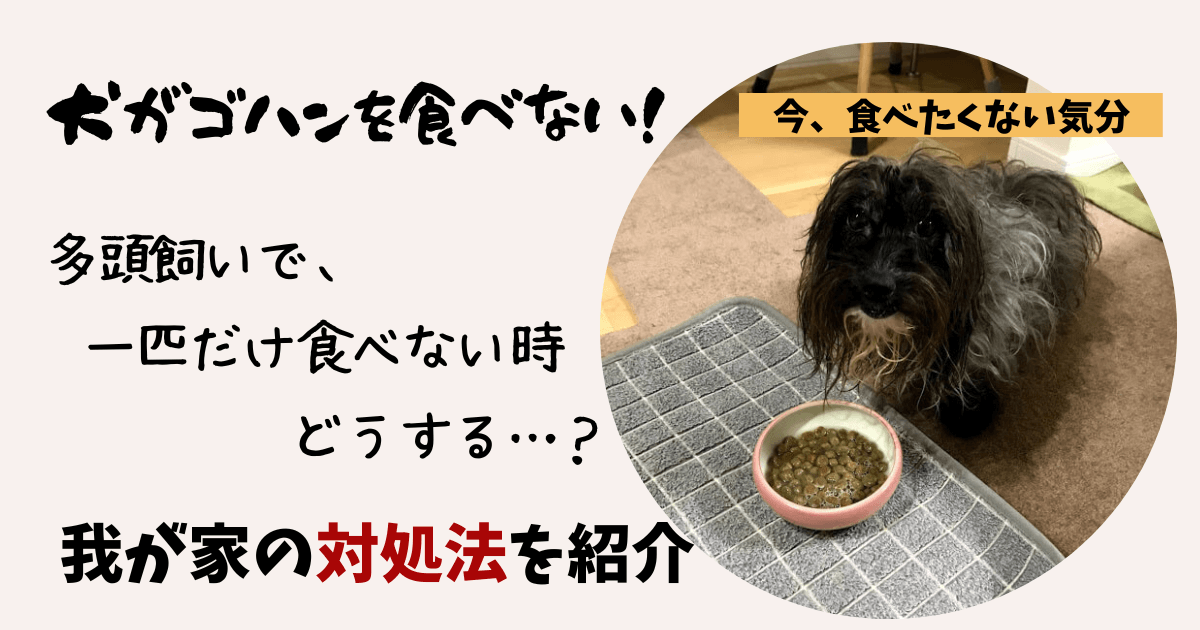 犬の多頭飼いでドッグフードを食べない 効果のあった対策とは フツーのolおひとりさま 犬三匹とローコスト住宅で暮らす
