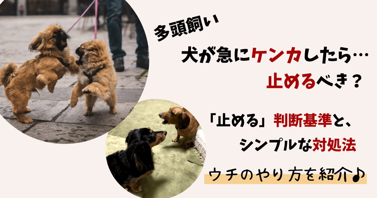 多頭飼いでは 犬同士はケンカする 大ゲンカを止める方法を紹介 フツーのolおひとりさま 犬三匹とローコスト住宅で暮らす