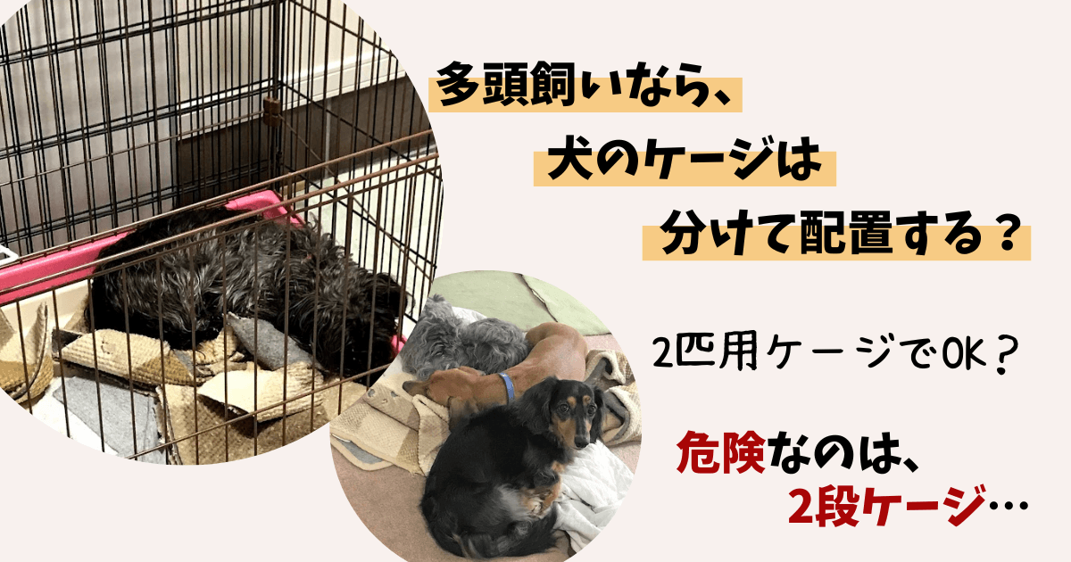 多頭飼いで犬のケージは分けて配置？2匹用でひとつ？一番ダメなのは2 