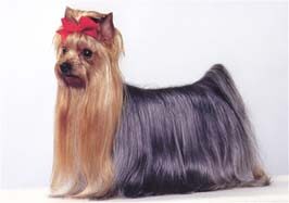 小池百合子,小池,都知事,東京都知事,愛犬,犬,ヨーキー,ソウちゃん,ヨークシャーテリア,死んだ,ペットロス