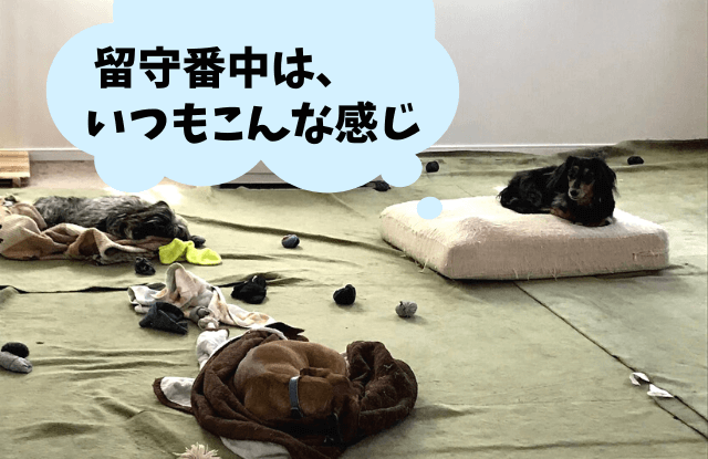 犬と暮らす家,アイディア,工夫,ドッグスペース,間取り,犬,多頭飼い