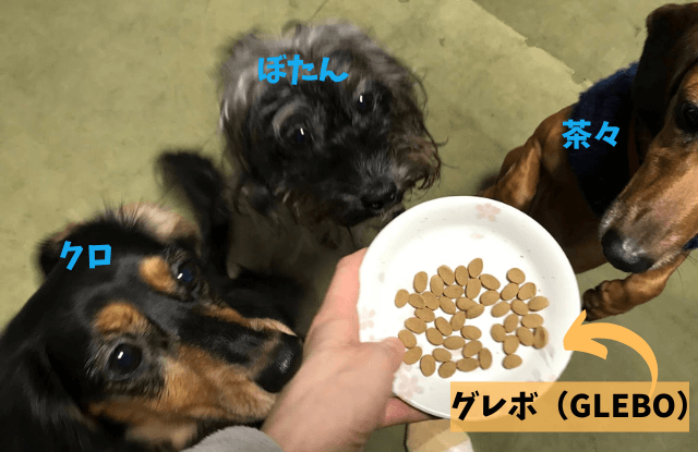 GLEBO,グレボ,国産,最安値,楽天,口コミ,評判,食べない,犬,値段,解約,ドッグフード,多頭飼い,日本産
