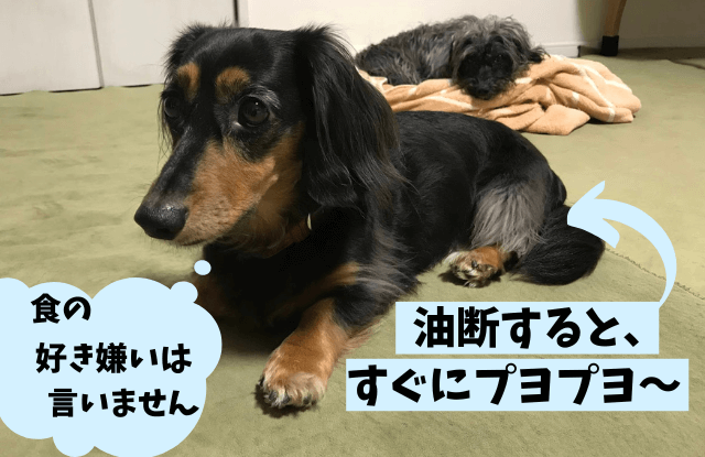 このこのおやつじゅれ,ジュレ,口コミ,評判,送料無料,食いつき,動画,お試し,レビュー,最安値,トッピング,シニア,楽天,Amazon,解約,取扱店