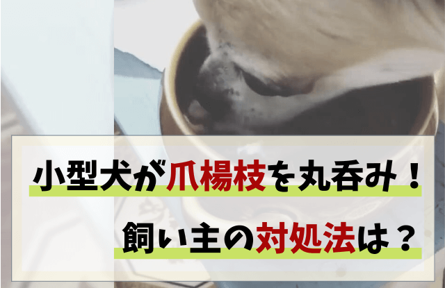 犬,爪楊枝,丸呑み,半分,食べた,チワワ,対処法