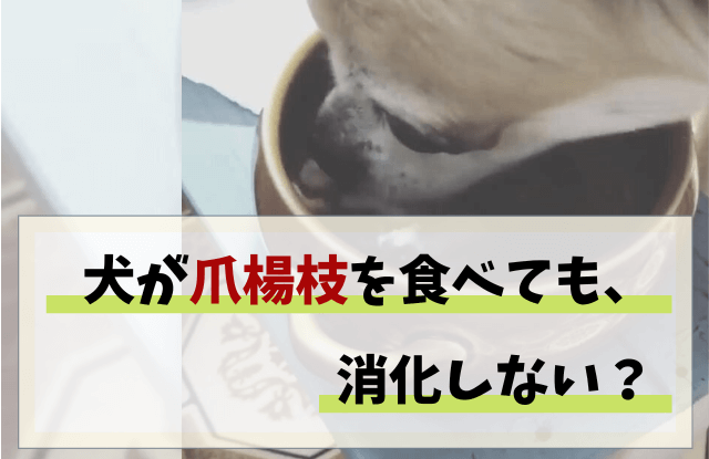 犬,爪楊枝,丸呑み,半分,食べた,チワワ,対処法