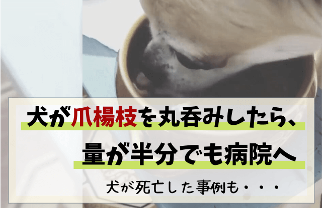 犬,爪楊枝,丸呑み,半分,食べた,チワワ,対処法