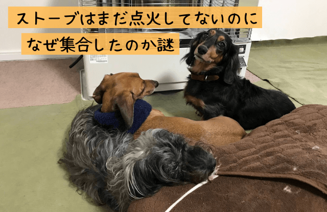 犬と暮らす家,ハウスメーカー,工務店,おすすめ,ランキング,注文住宅,犬,家