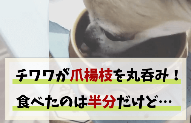 犬,爪楊枝,丸呑み,半分,食べた,チワワ,対処法